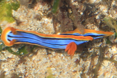 Chromodoris hamiltoni