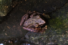 Chalcorana chalconota