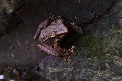 Chalcorana chalconota