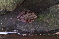 Chalcorana chalconota