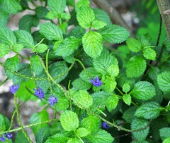 Stachytarpheta urticifolia
