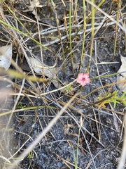 Drosera pulchella