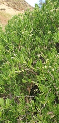 Nitraria billardierei