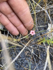 Drosera pulchella