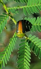 Calomela parilis