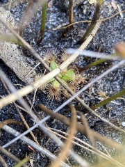 Drosera pulchella