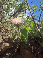 Haemanthus humilis hirsutus