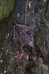 Limnonectes microdiscus