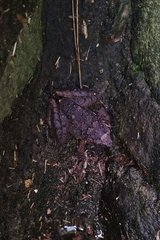 Limnonectes microdiscus