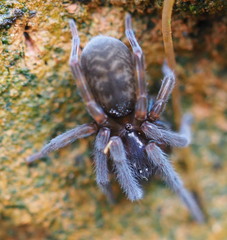 Amaurobius ferox
