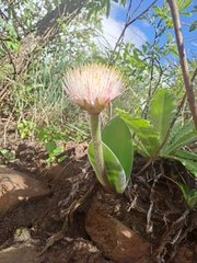 Haemanthus humilis hirsutus