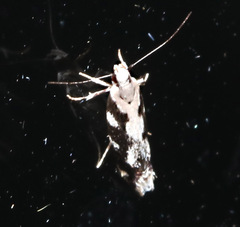 Macrobathra bigerella