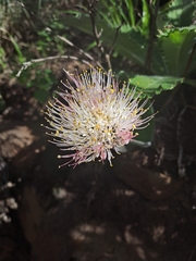 Haemanthus humilis hirsutus