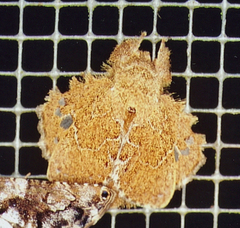 Euglyphis vitripuncta