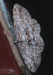 Didymoctenia exsuperata