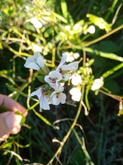Diplotaxis erucoides
