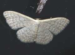 Idaea philocosma