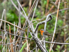 Erithacus rubecula