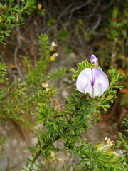 Psoralea aculeata