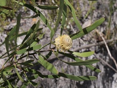 Isopogon sphaerocephalus