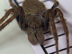 Eriophora ravilla