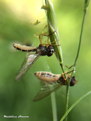 Entomophthora syrphi