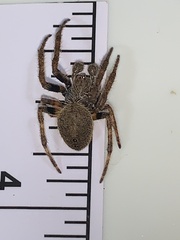 Eriophora ravilla