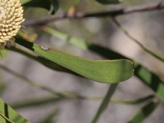 Isopogon sphaerocephalus