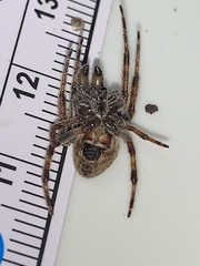 Eriophora ravilla