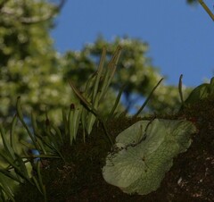 Pyrrosia confluens