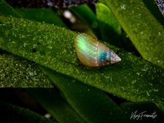 Phasianotrochus apicinus