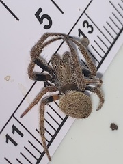 Eriophora ravilla