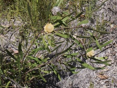 Isopogon sphaerocephalus