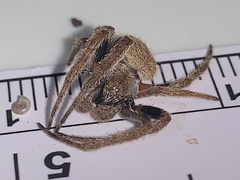 Eriophora ravilla
