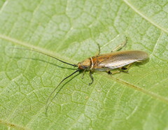 Pseudophyllodromiinae