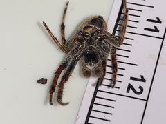 Eriophora ravilla