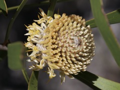 Isopogon sphaerocephalus