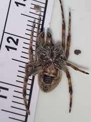 Eriophora ravilla