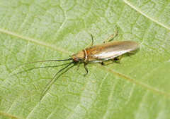 Pseudophyllodromiinae