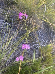 Ixia stricta
