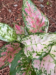 Aglaonema modestum