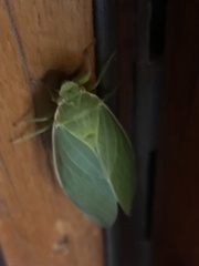 Cystosoma saundersii