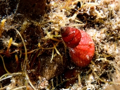 Phasianotrochus apicinus