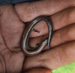 Hemiergis decresiensis