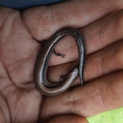 Hemiergis decresiensis