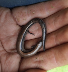 Hemiergis decresiensis