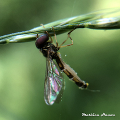 Entomophthora syrphi