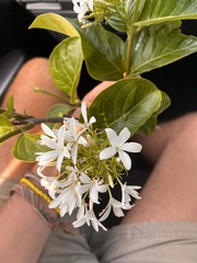 Holarrhena pubescens