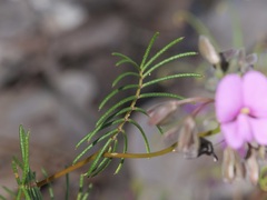 Gompholobium venustum