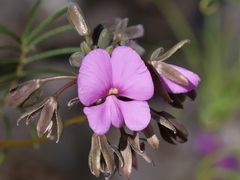 Gompholobium venustum